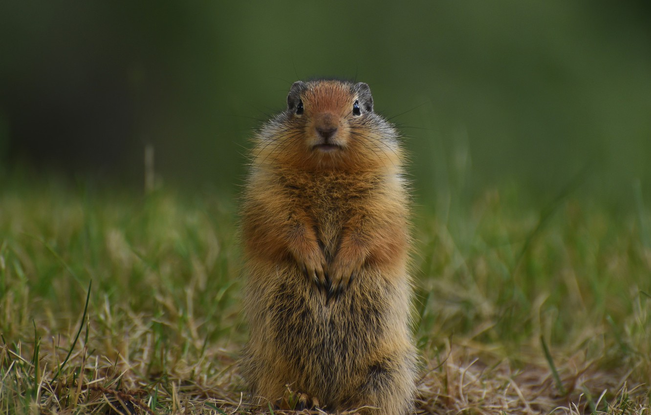 Wallpaper Grass Gopher Stand Rodent Image For Desktop Section