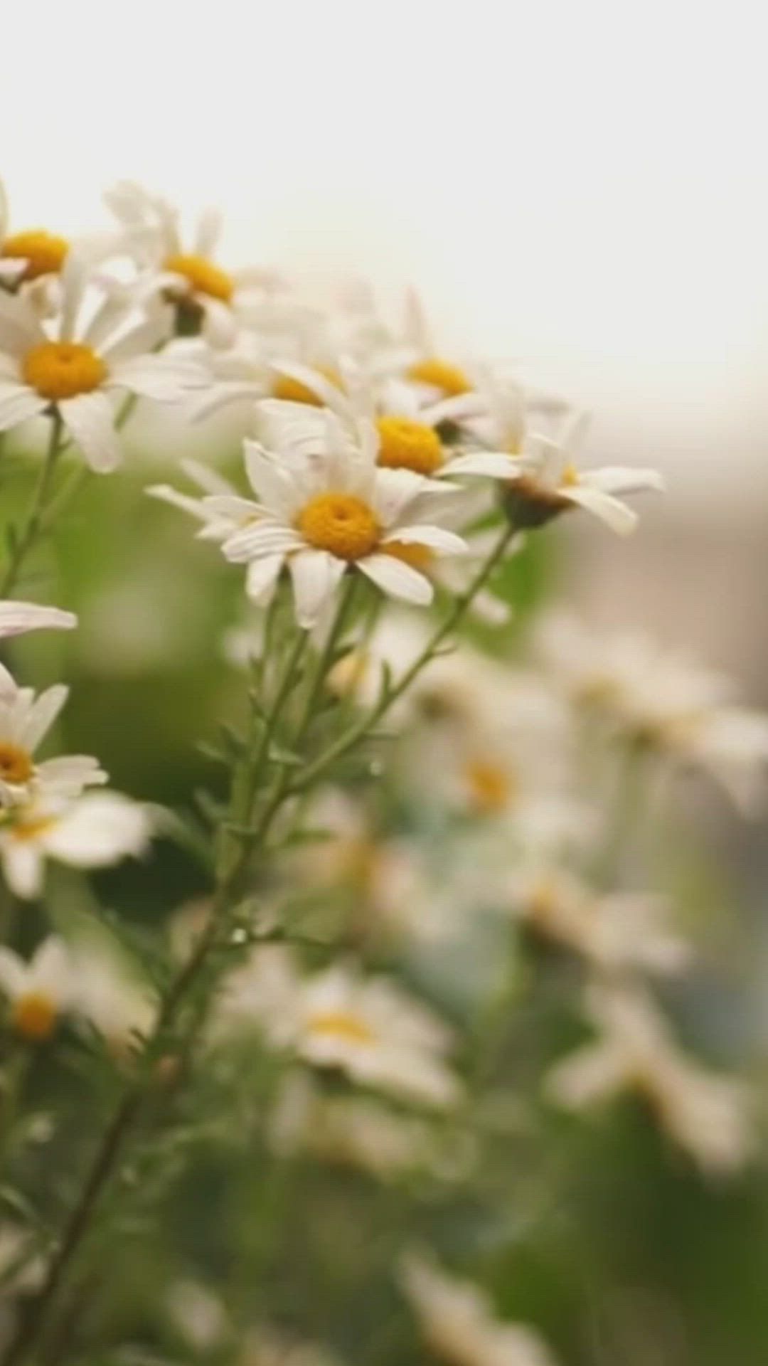Flower Rain Daisy Landscape Inviting S Live Photo