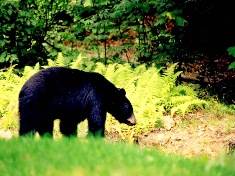Background Animals Wallpaper Bear Black In Wild