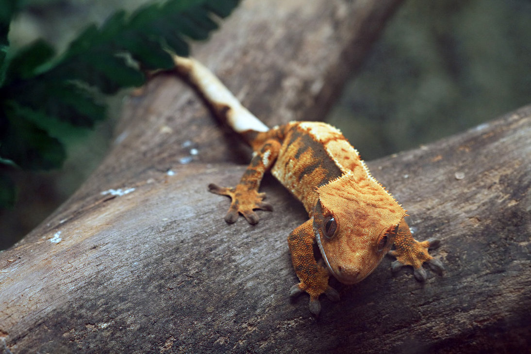 Crested Gecko HD Wallpaper Background Image