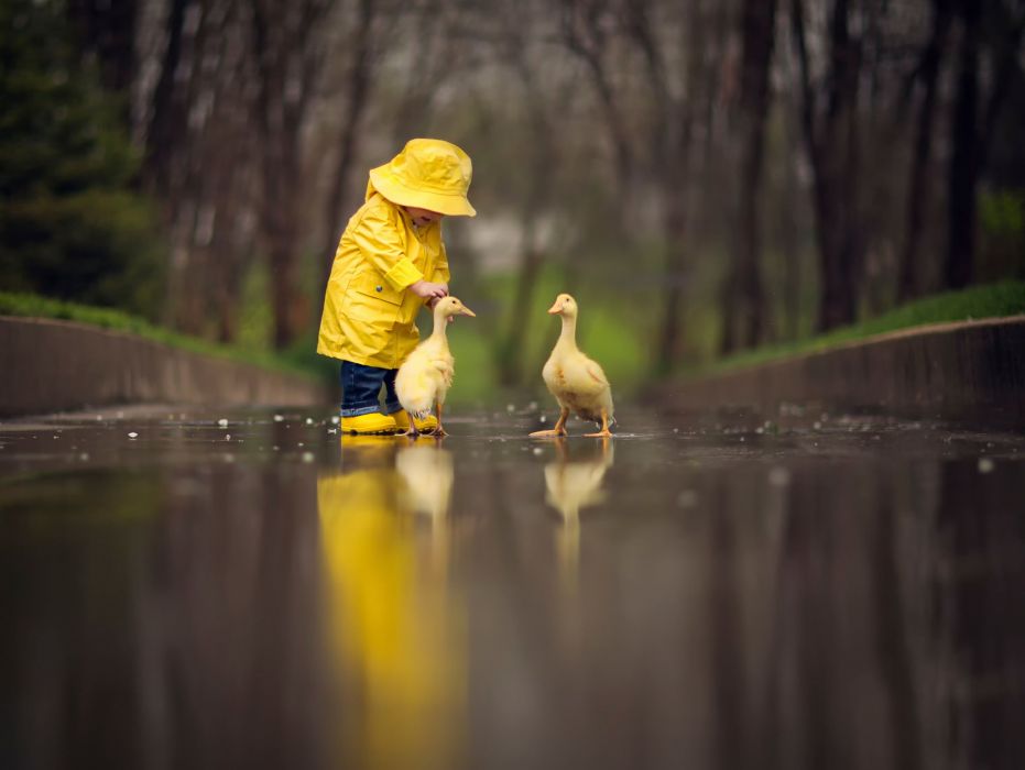 Situation Child A Yellow Raincoat Birds Geese Animal Reflection