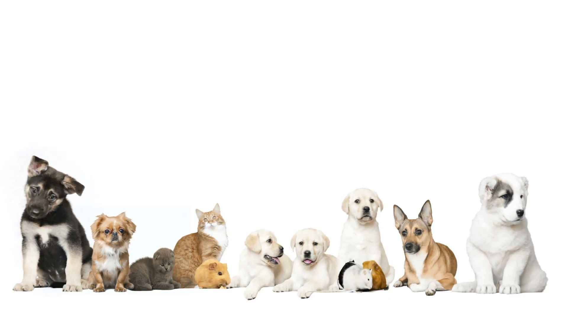 Group Of Pet On A White Background Stock Video Footage