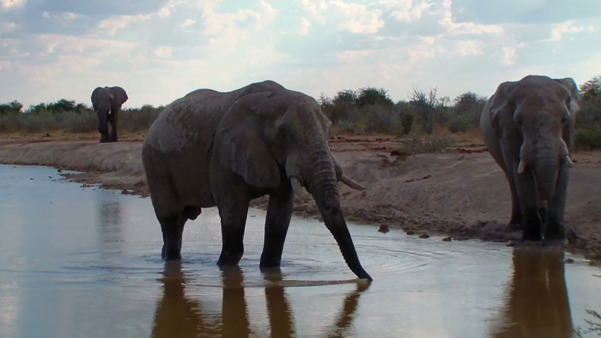 Elephants Close Up Bathing In Waterhole Nxai Pan National Park
