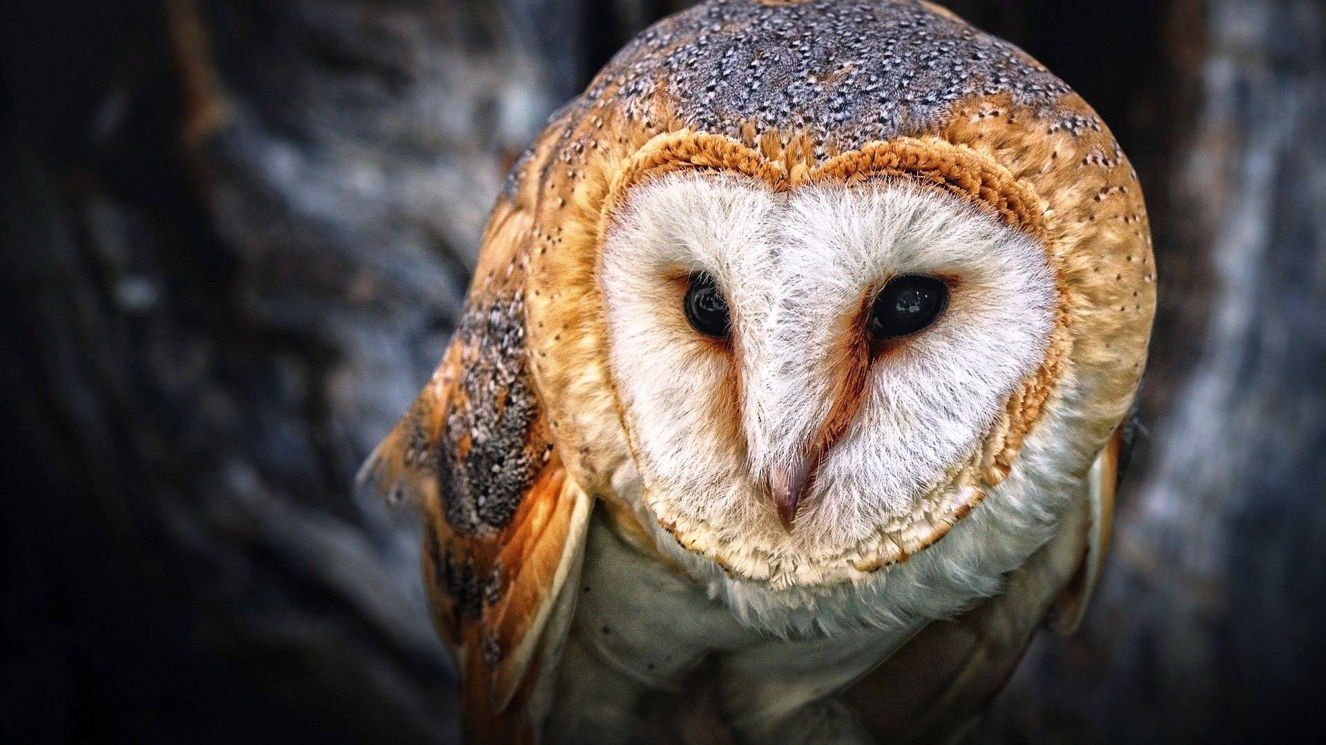 Cute Owl Owls Wallpaper