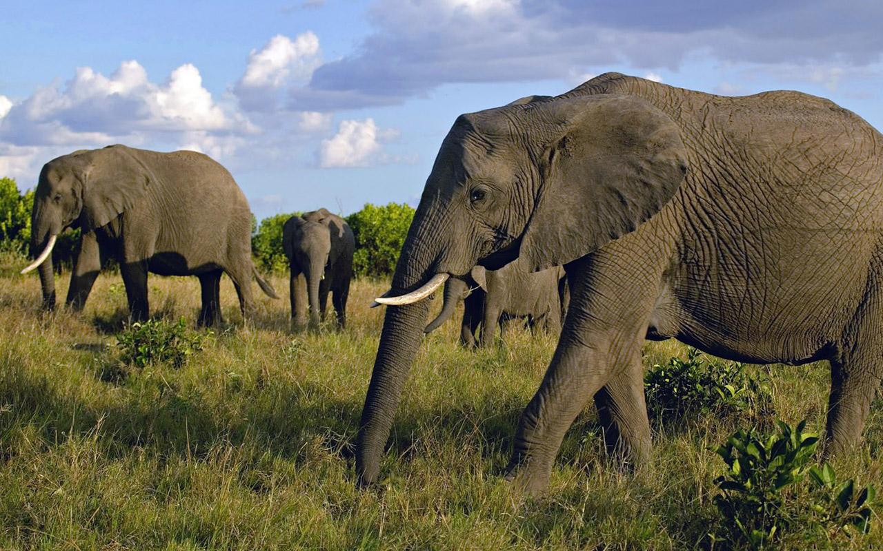 Cute African Elephants HD Wallpaper In Animals Imageci