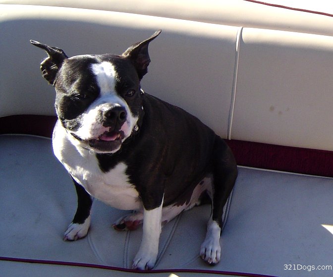 Boston Terrier Wallpaper Puppy Pictures Breed Info