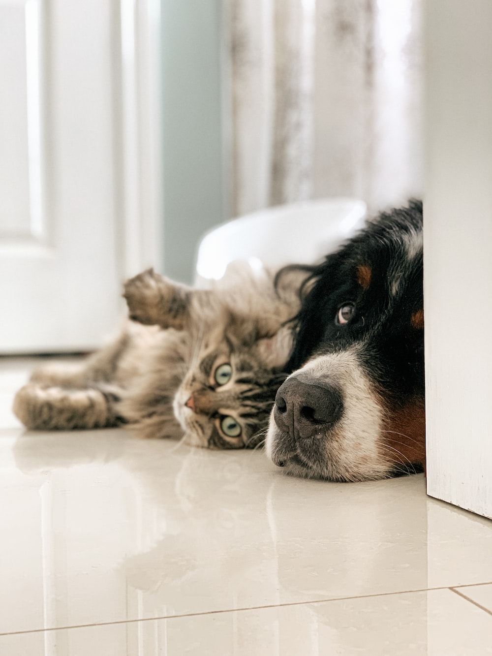 free-download-500-hq-cat-and-dog-pictures-download-free-images-on