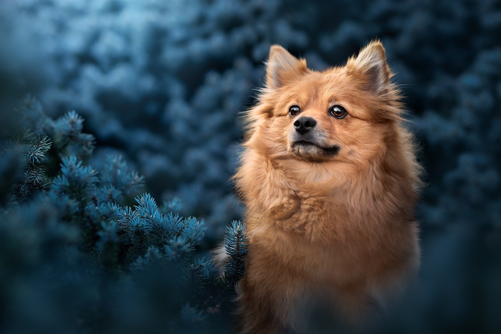 Animal Pomeranian HD Wallpaper