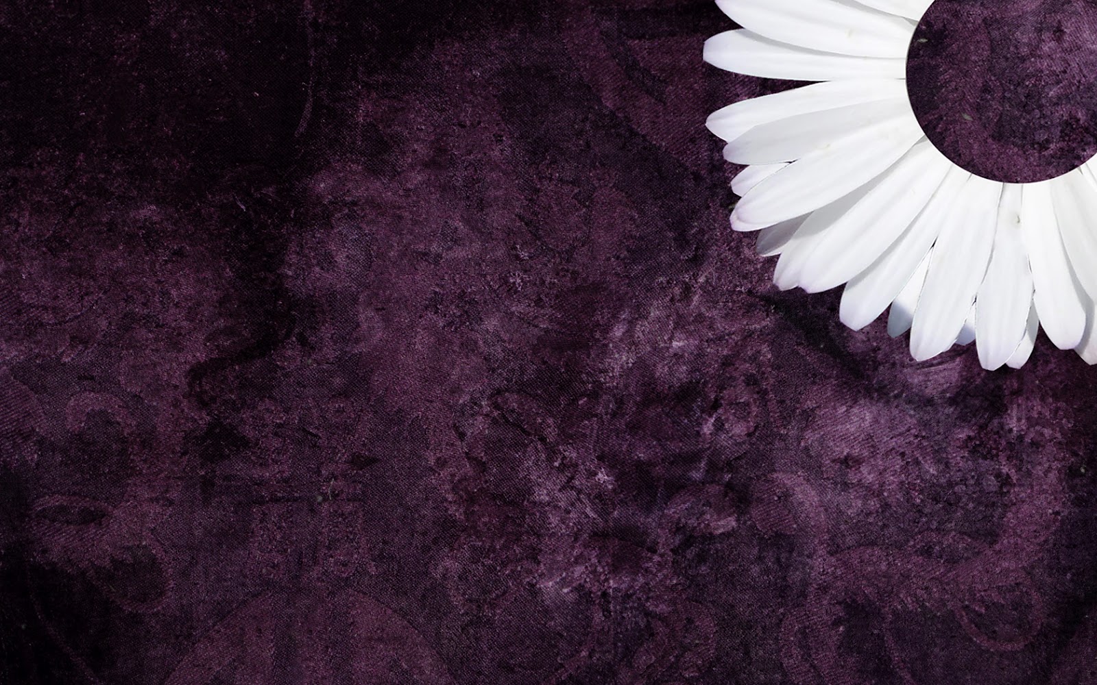  Purple Daisy Tumblr Backgrounds   ibjennyjenny Photography and 1600x1000