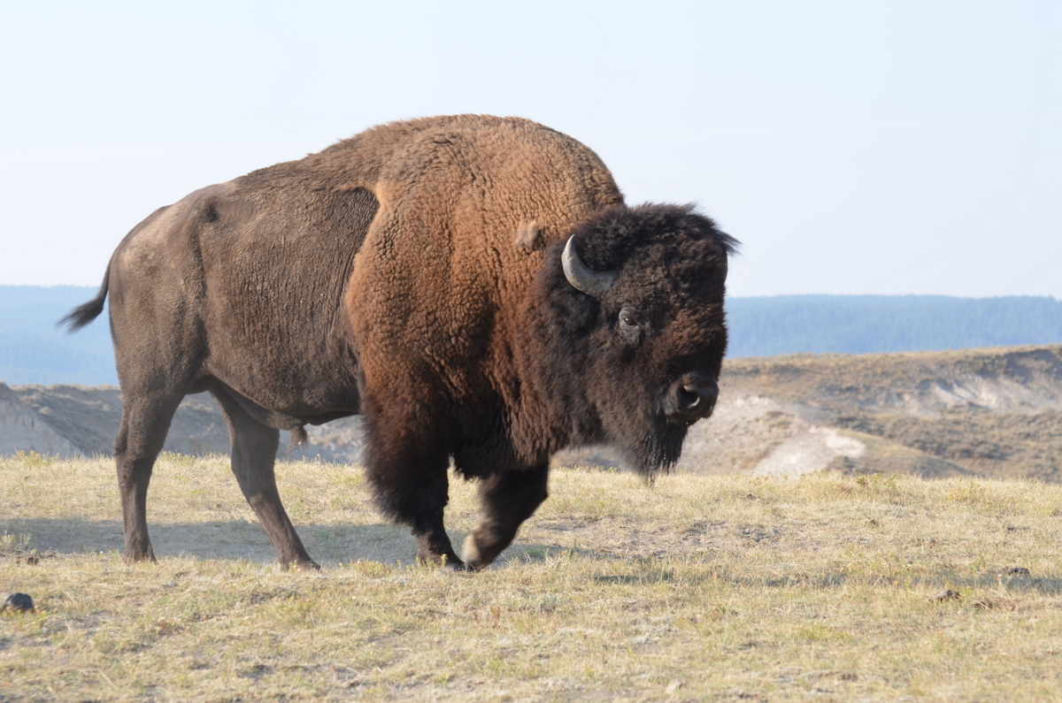 HD Wallpaper Amp Top Quality Pictures Wild Bison New