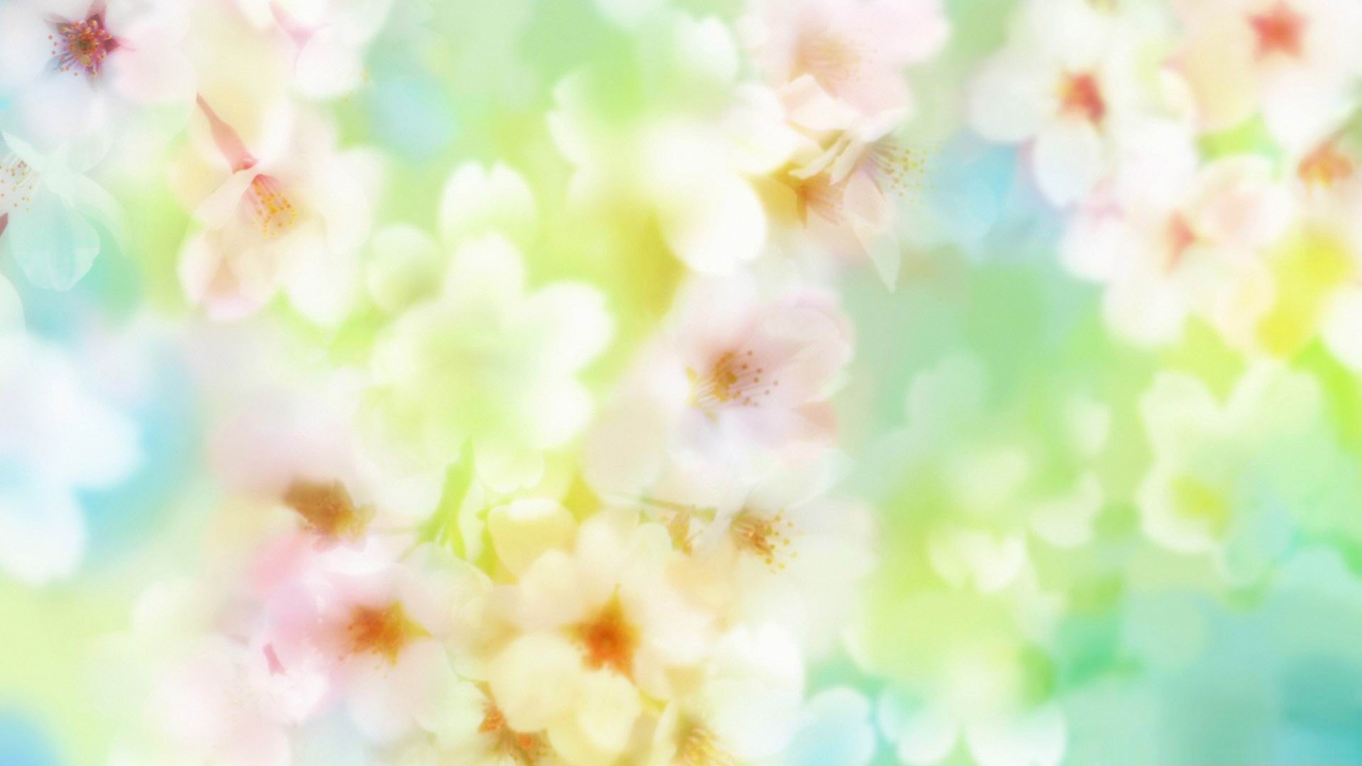 beautiful blossom flowers spring theme Desktop wallpaper