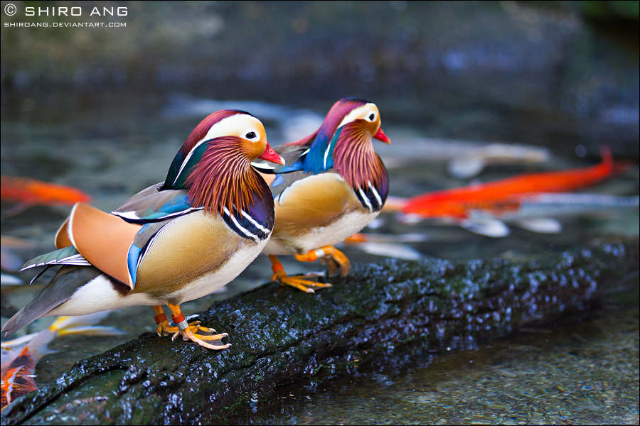 Mandarin Duck By Shiroang