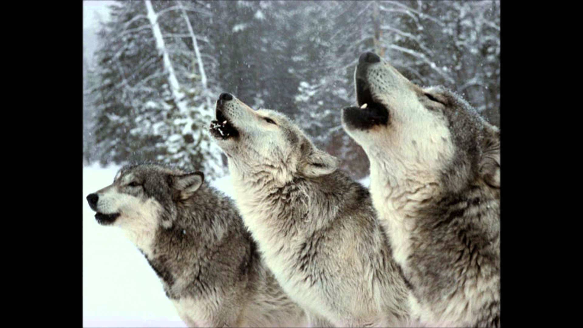 Wolf Pack Howling