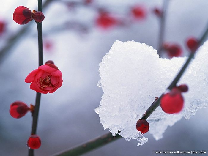 Frozen Flowers Photo Winter Wallpaper6 Wallcoo
