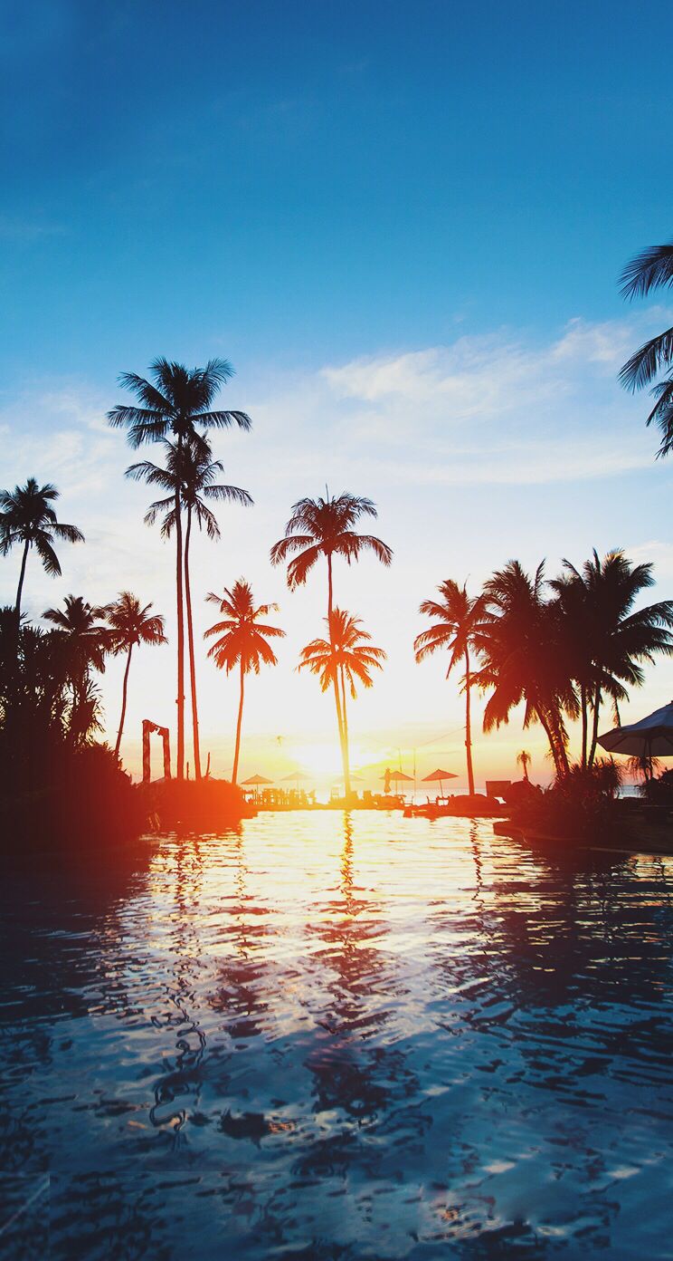 Beautiful sunset palm trees iphone wallpaper iPhone backgrounds