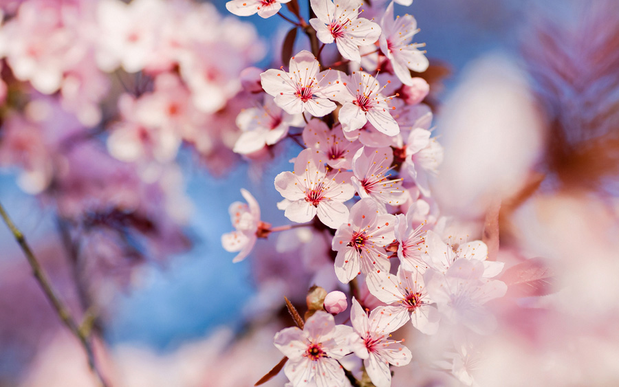 30 HD Cherry Blossom Wallpapers for Desktop   DesignEmerald
