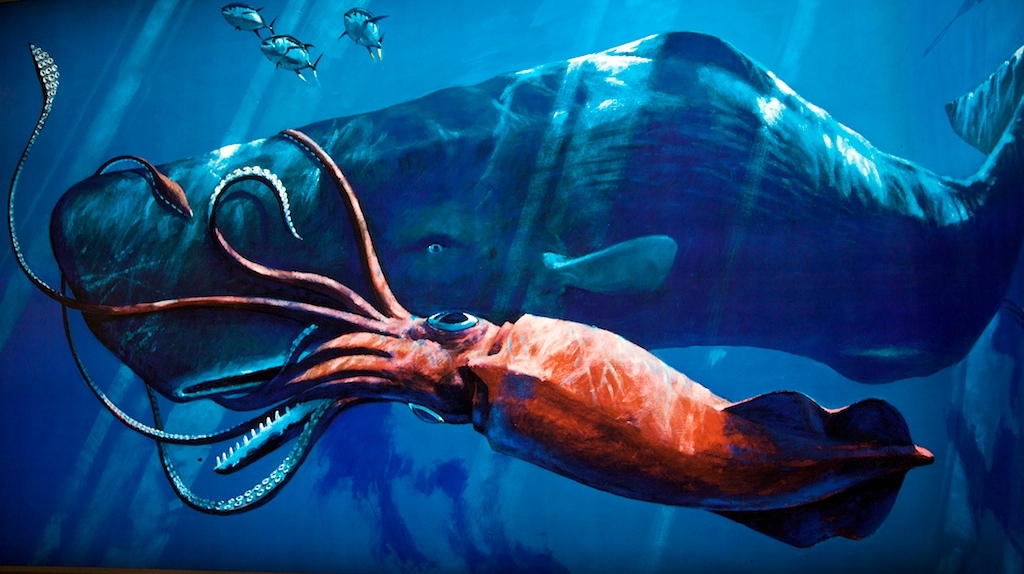 giant squid wallpaper   weddingdressincom