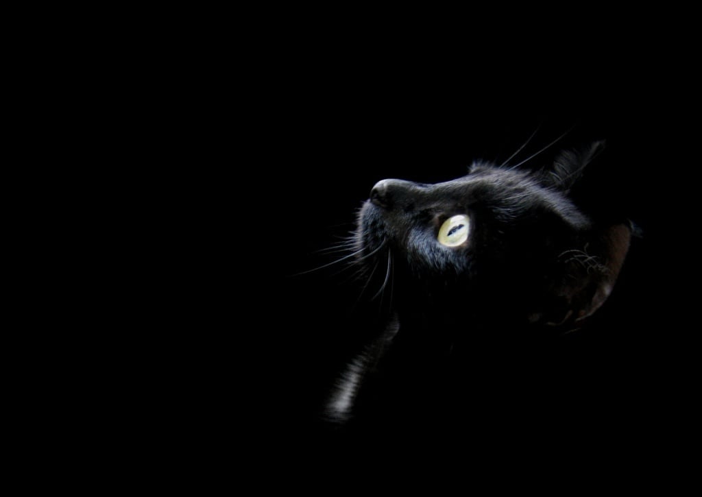 Black Cat Wallpaper Picture