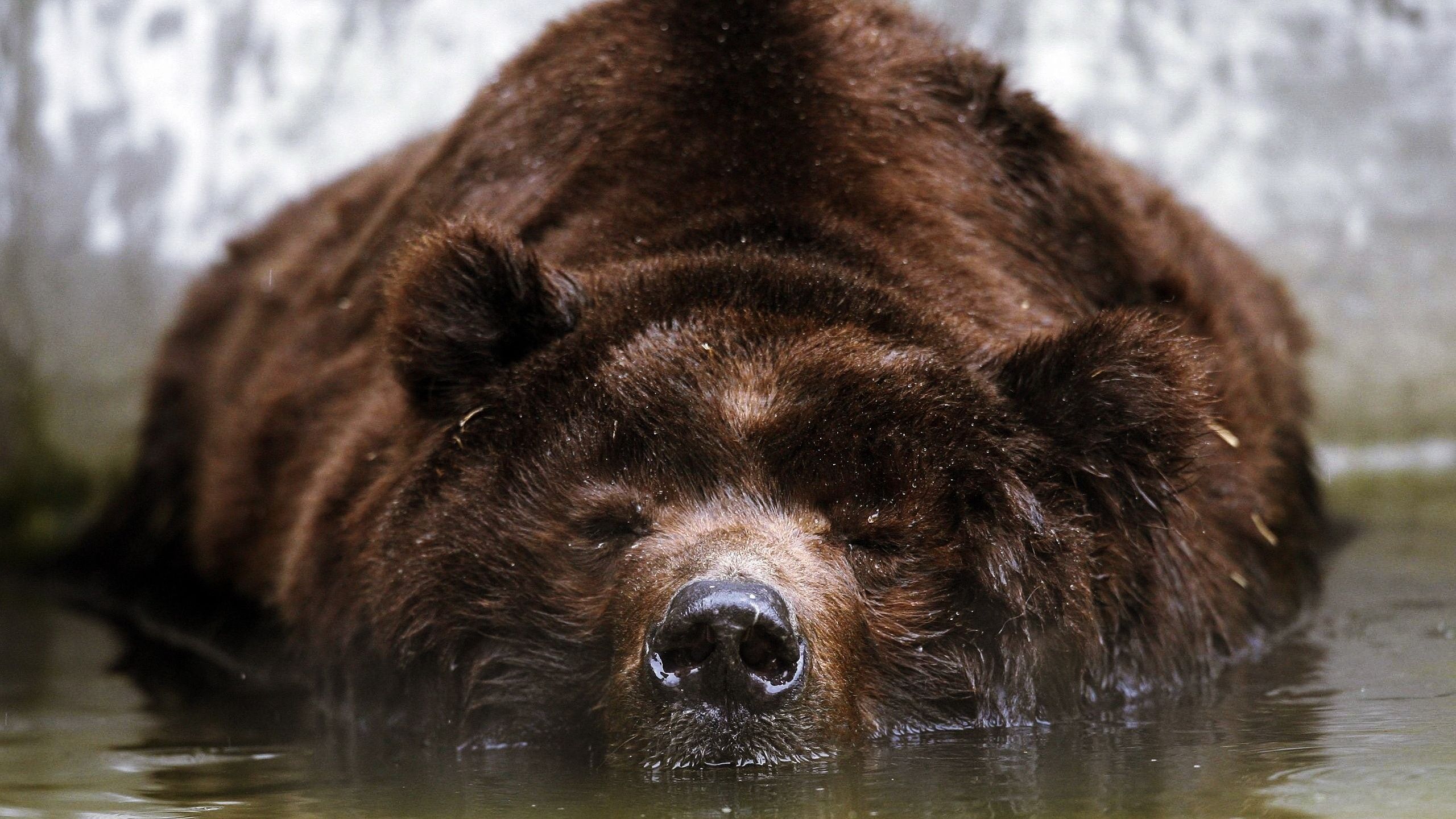 Animal Fur Wallpaper On