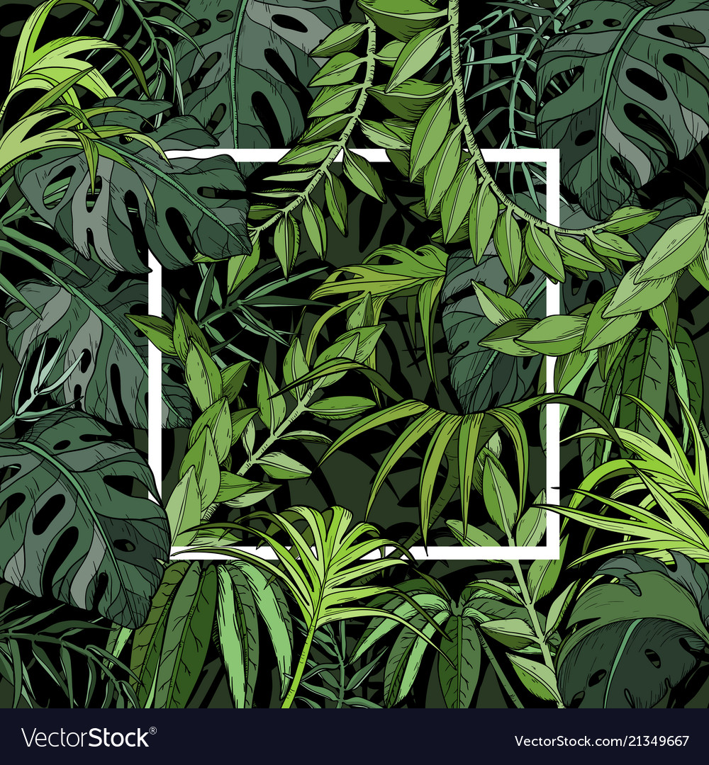 Tropical Background With Palm Leaves White Frame Vector Image