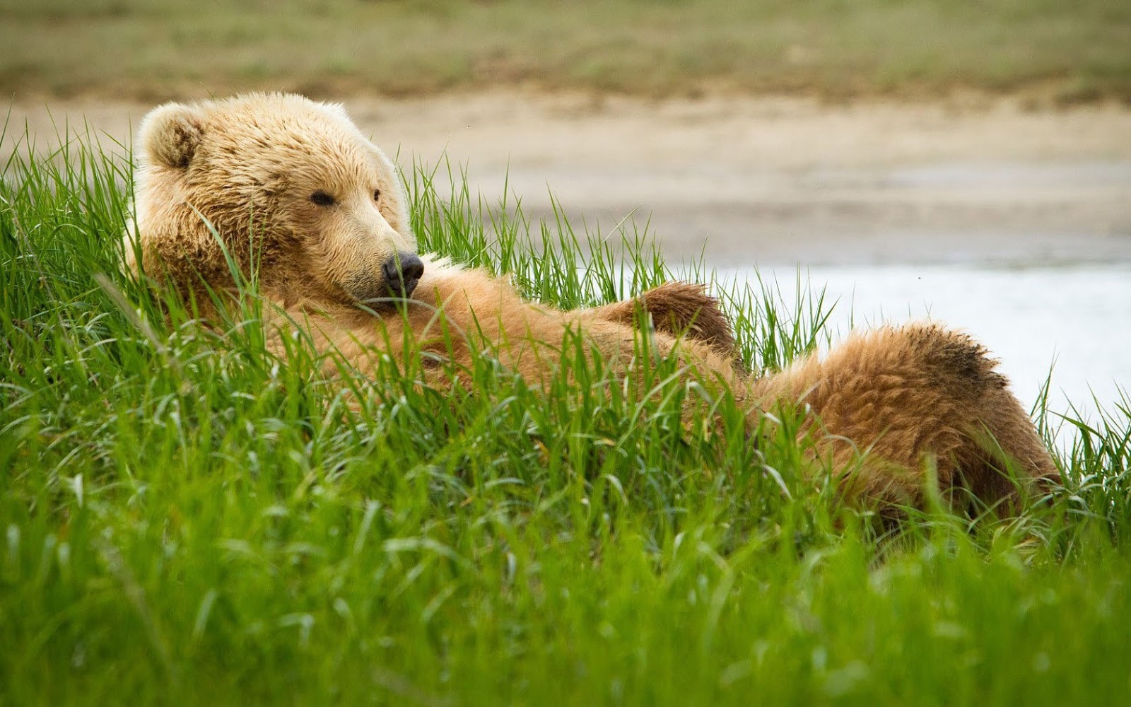 Grizzly Bear Resting In The High Grass HD Animals Wallpaper