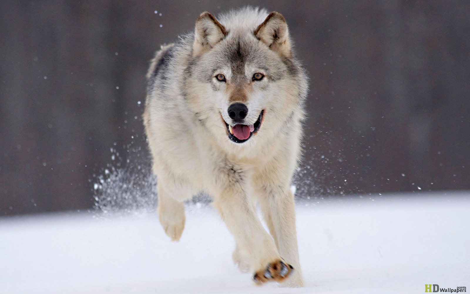 Ice Wolf Animals