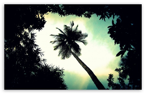 Palm Trees Vintage Wallpaper Tree Top HD