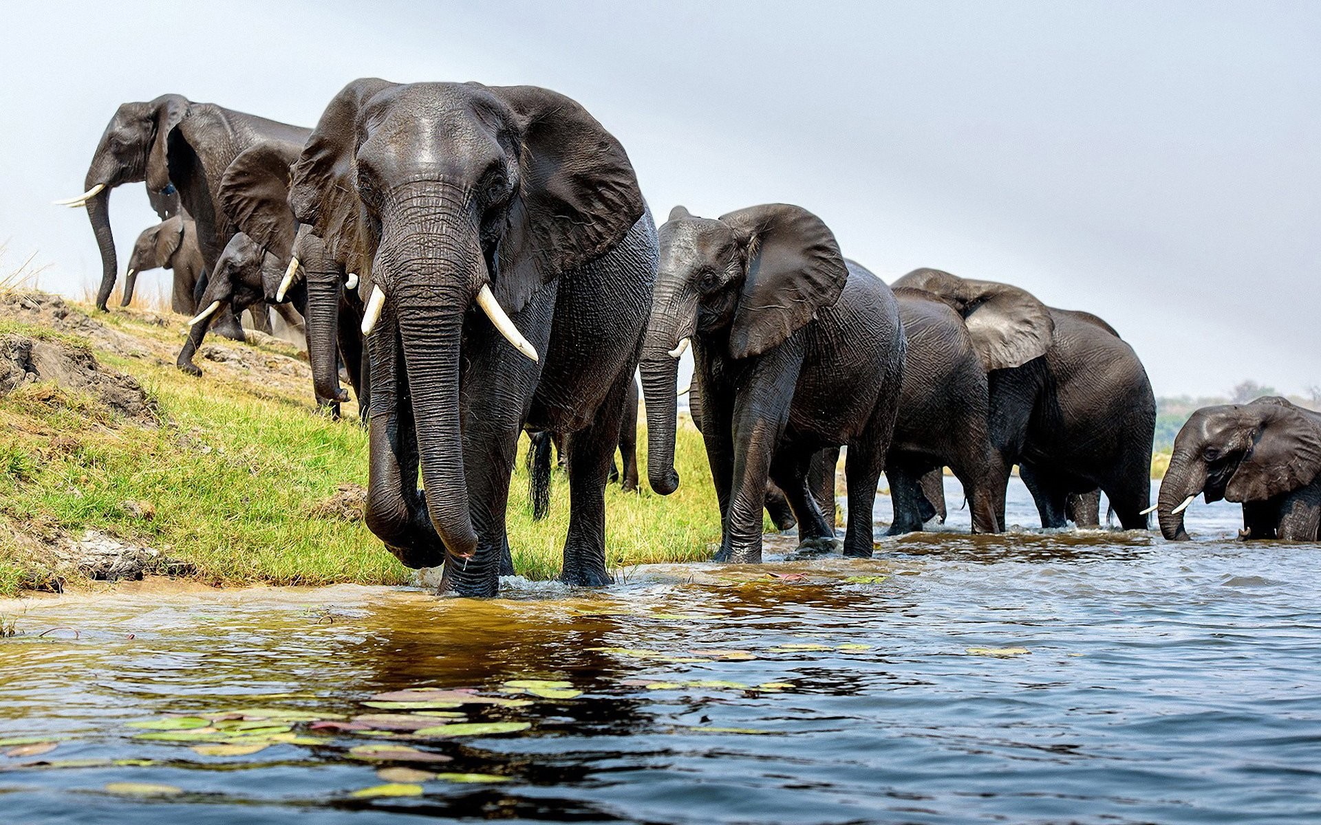 African Elephant Wallpaper