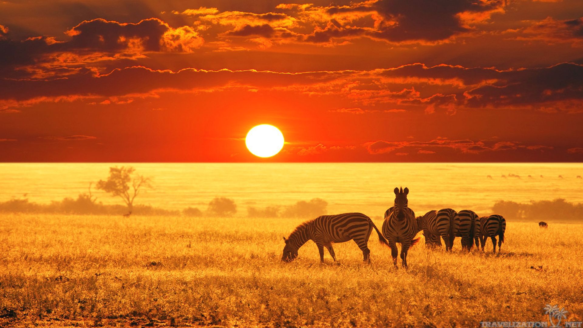 All Joy Of African Safari Wallpaper Travelization