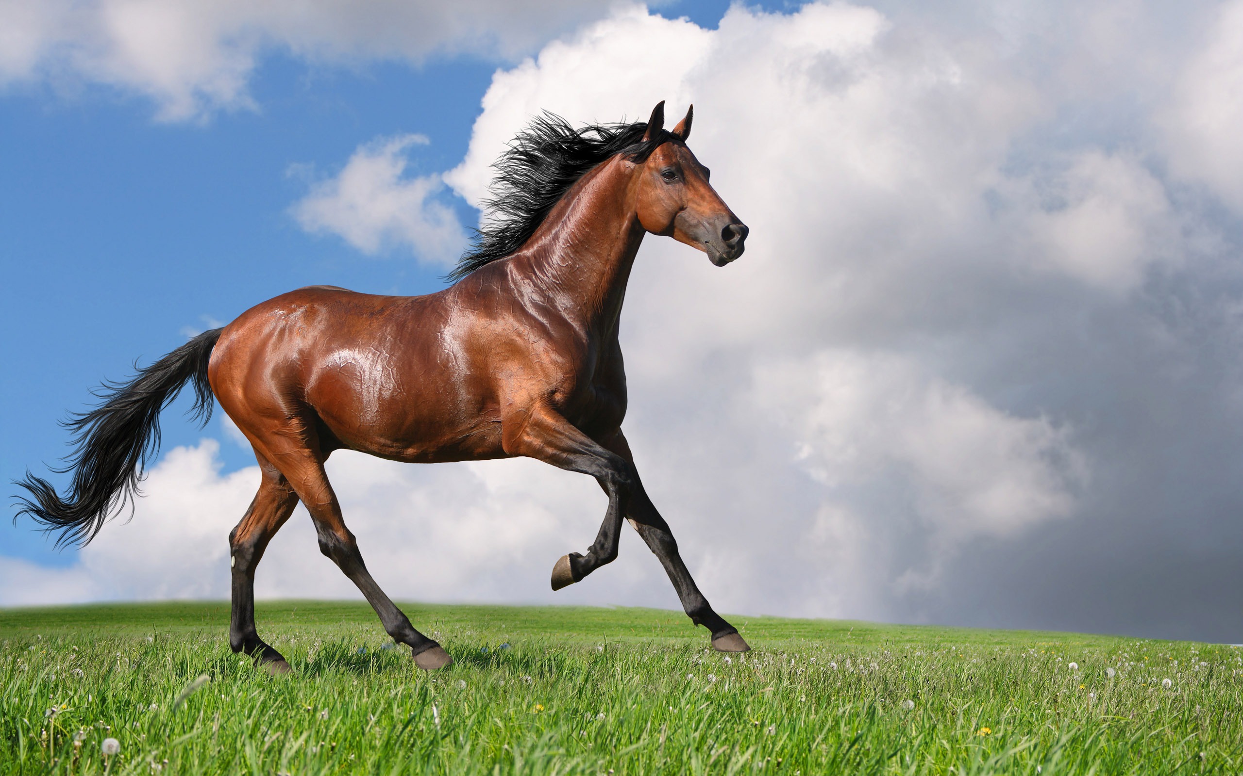 A majestic brown horse galloping across a vibrant green field under a cloudy sky