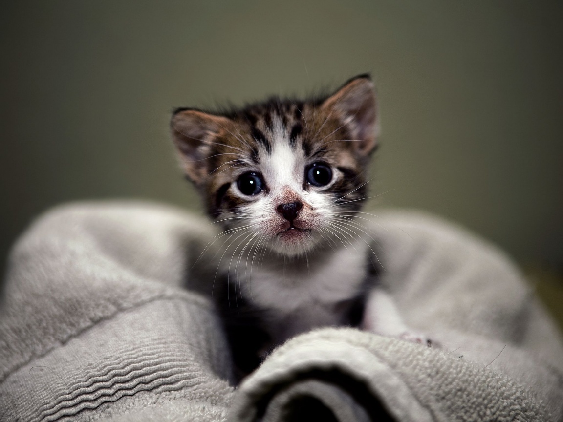 Small Size Kitty Cat Desktop Wallpaper And Stock Photos