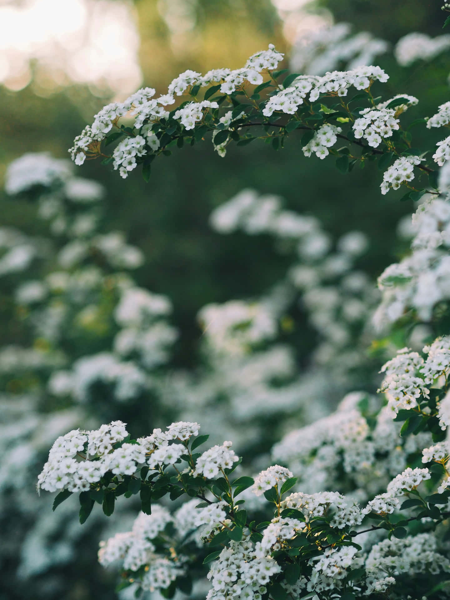 Sage Green Floral Aesthetic Wallpaper