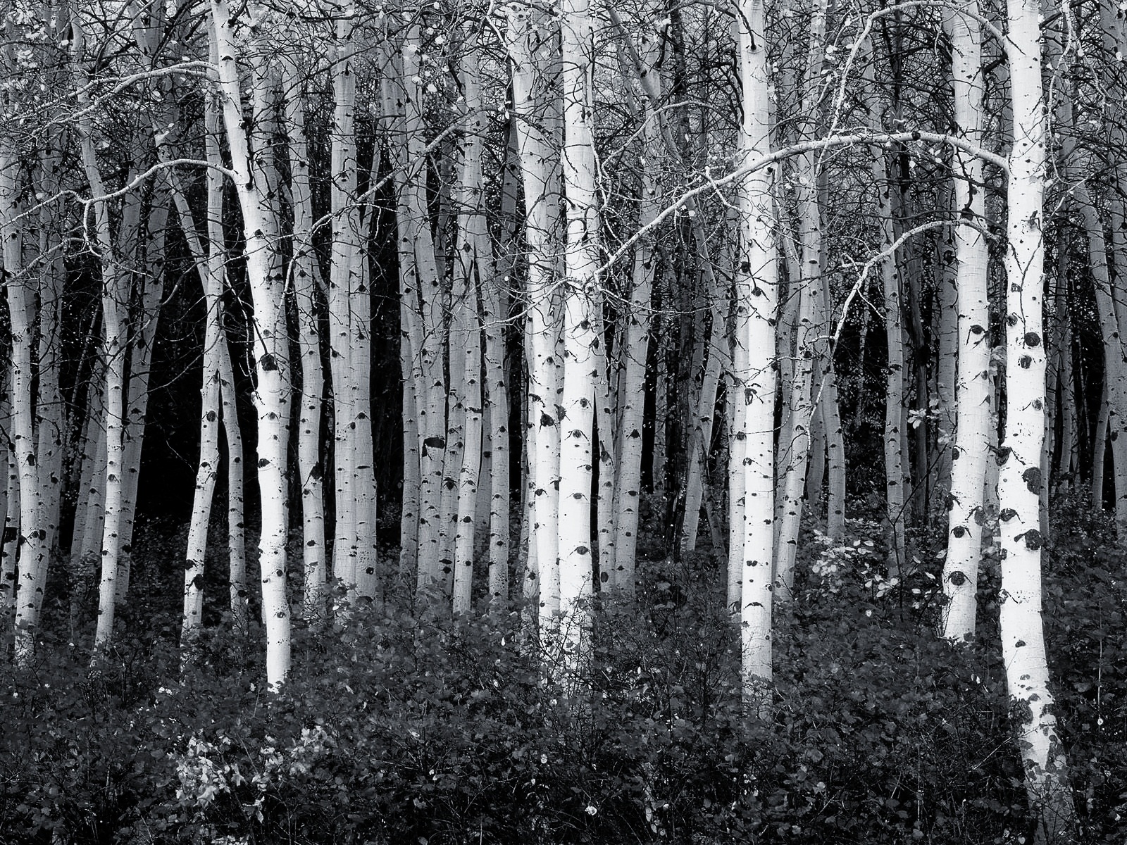 Black And White Forest Wallpaper Photo