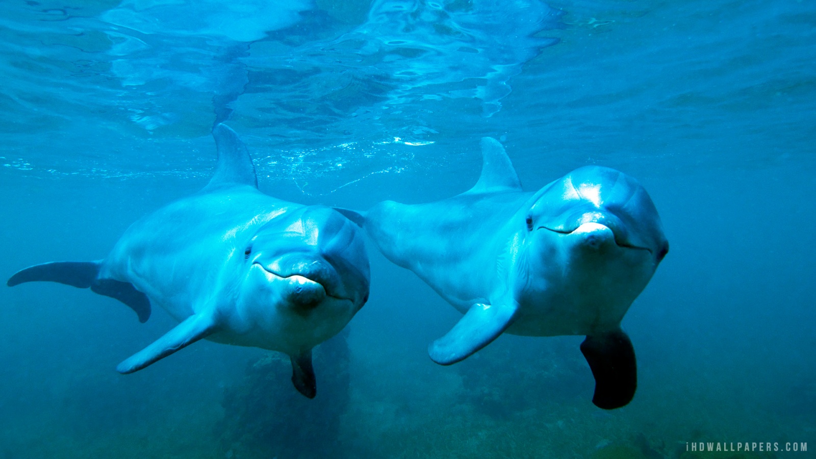 Dolphins Underwater HD Wallpaper IHD