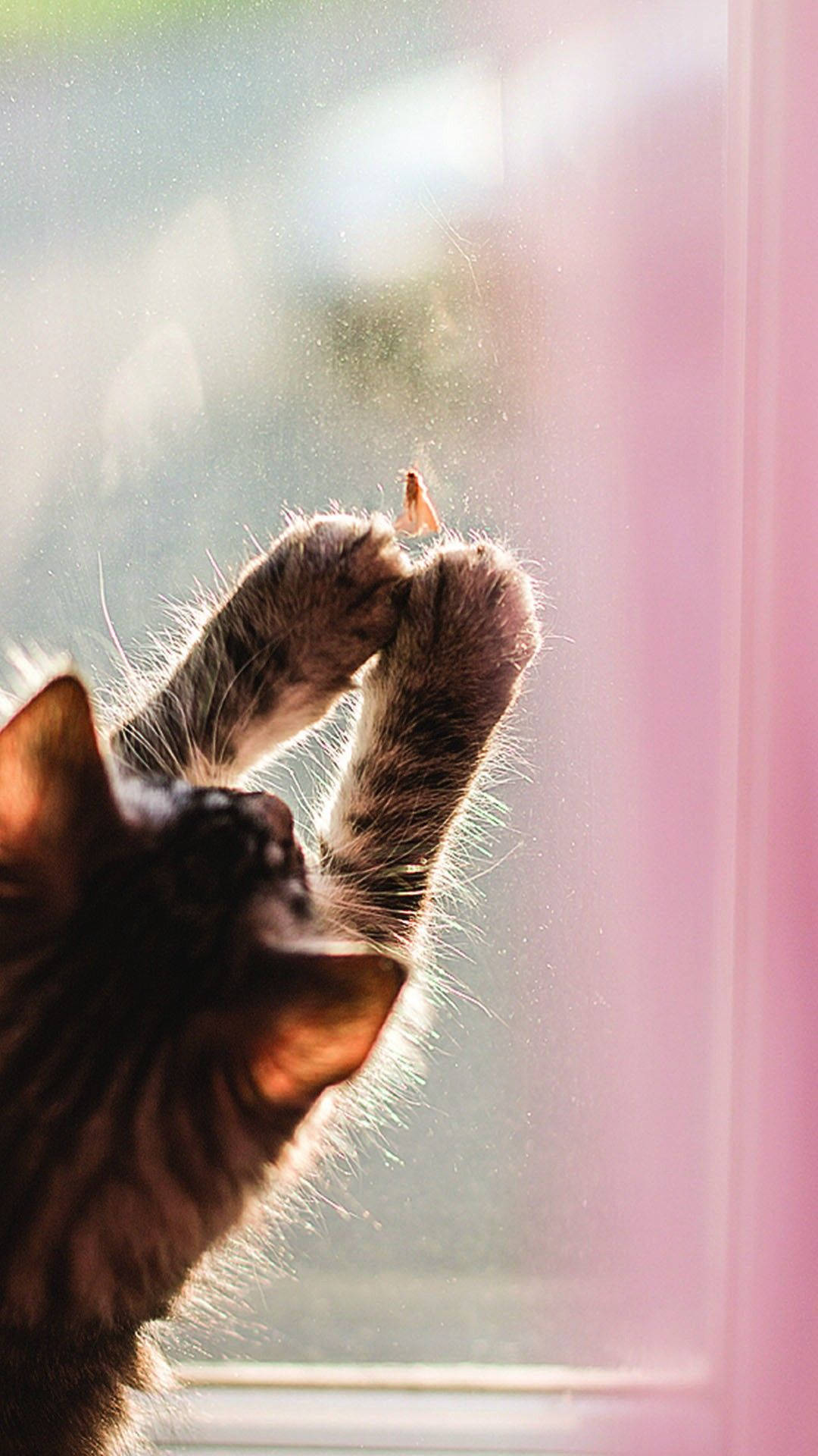 Cat iPhone Wallpaper