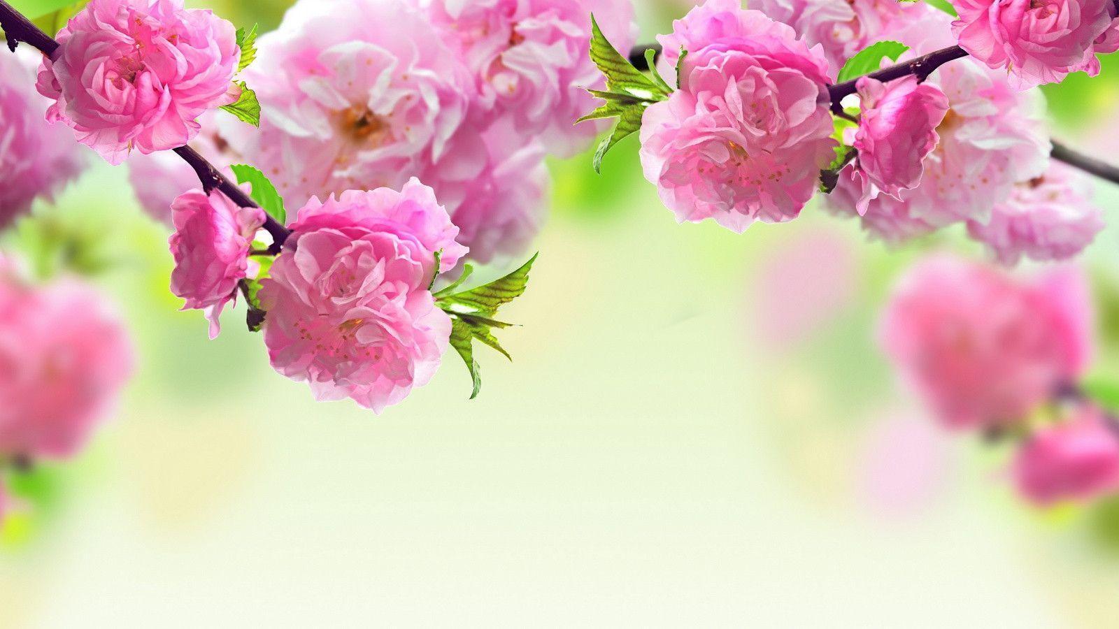 Spring Desktop Wallpaper Top Background