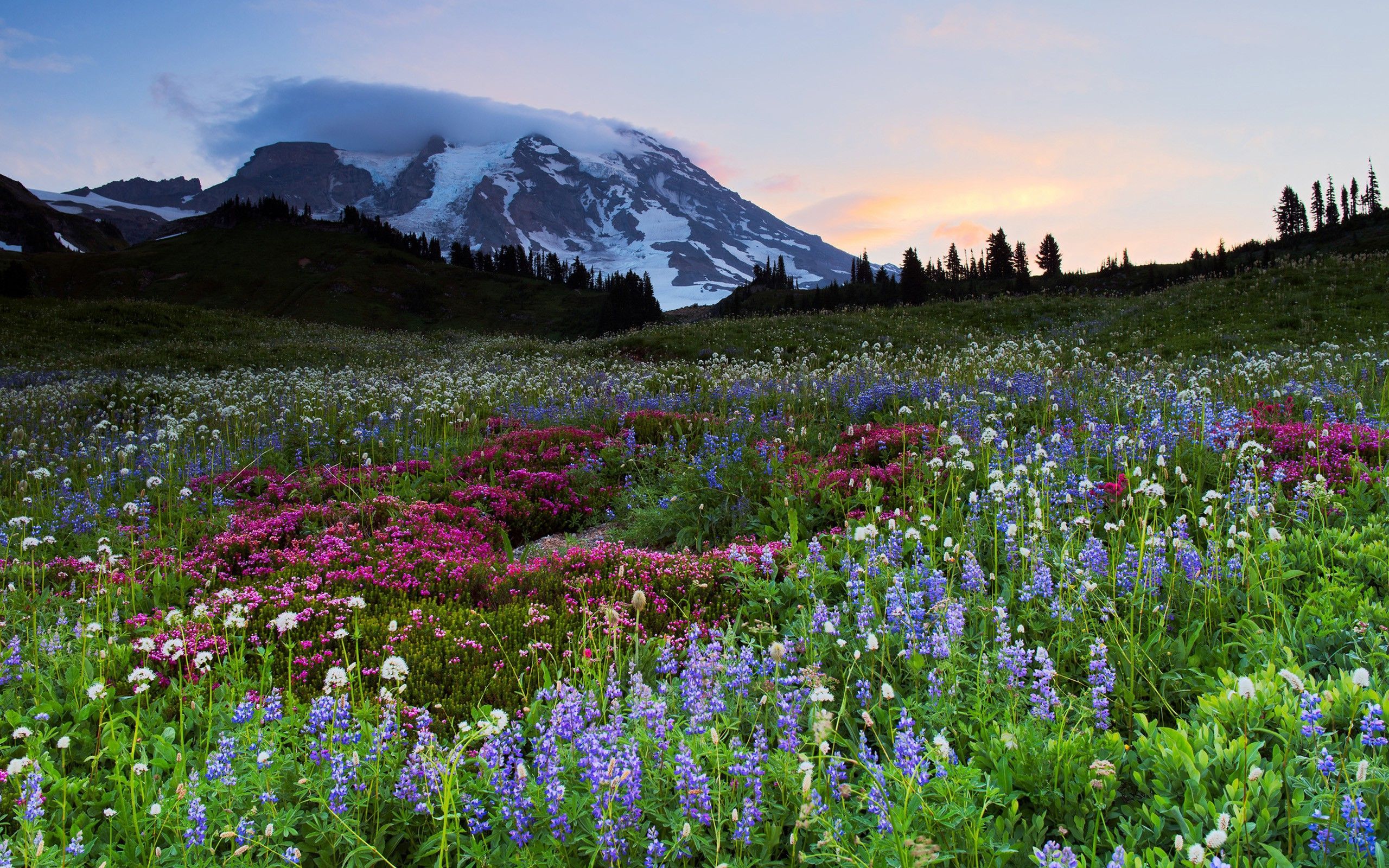 [45+] Wildflower Wallpaper for Walls on WallpaperSafari