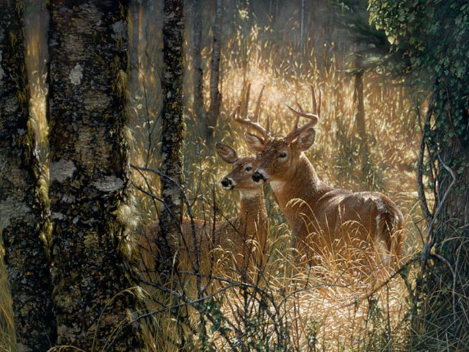 Whitetail Deer Wallpaper