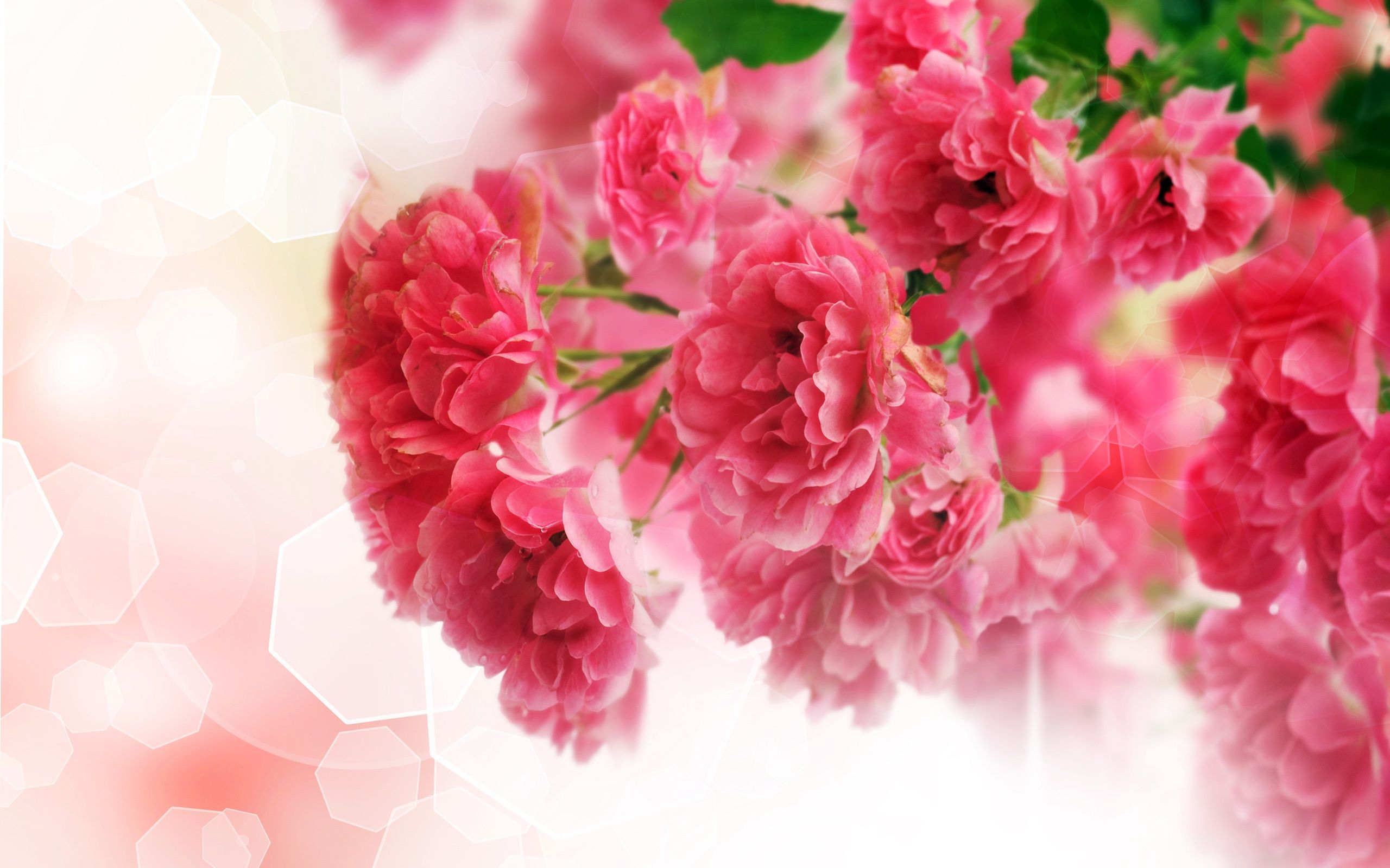 Close Up Of Pink Carnation Flowers Wallpaper