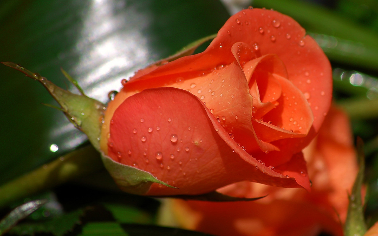 25 Beautiful Rose Flowers Hd Wallpapers   ImgCell