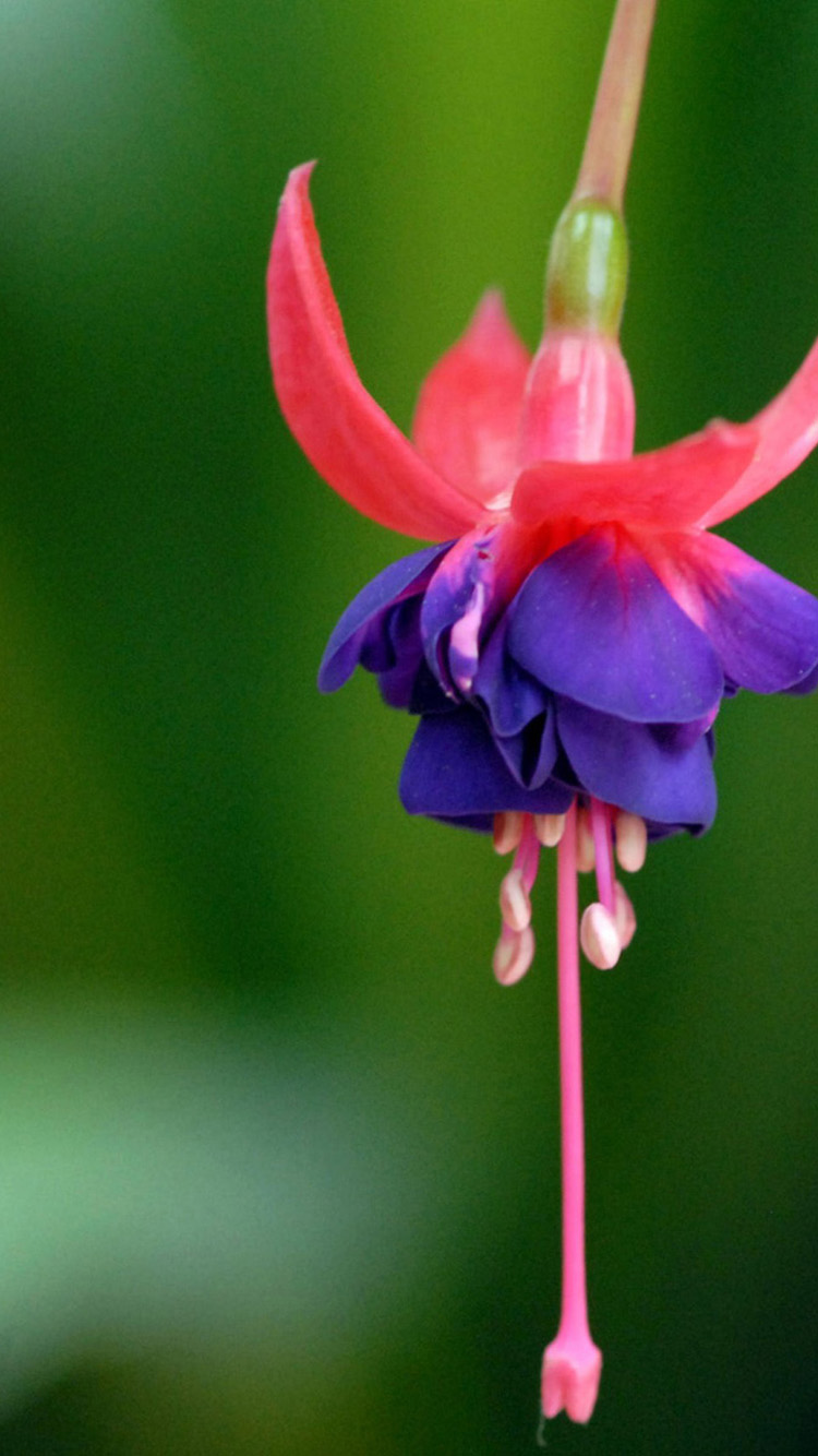 Beautiful Fuchsia Flower iPhone Wallpaper HD For