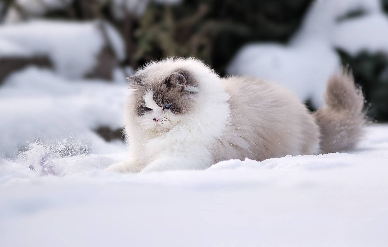 Wallpaper Winter Cat Snow Fluffy Ragdoll Image For Desktop