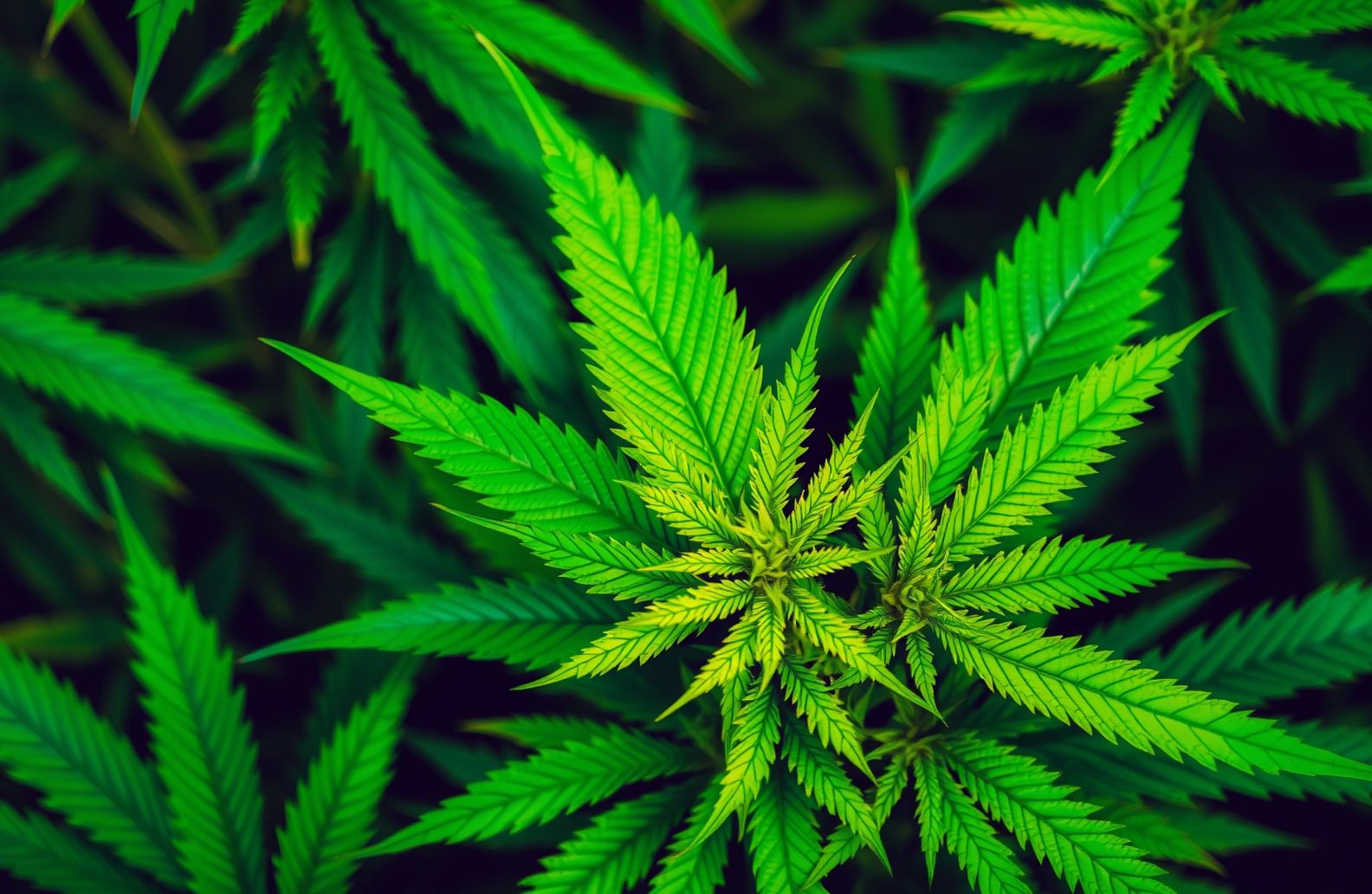 Marijuana Wallpaper Computer
