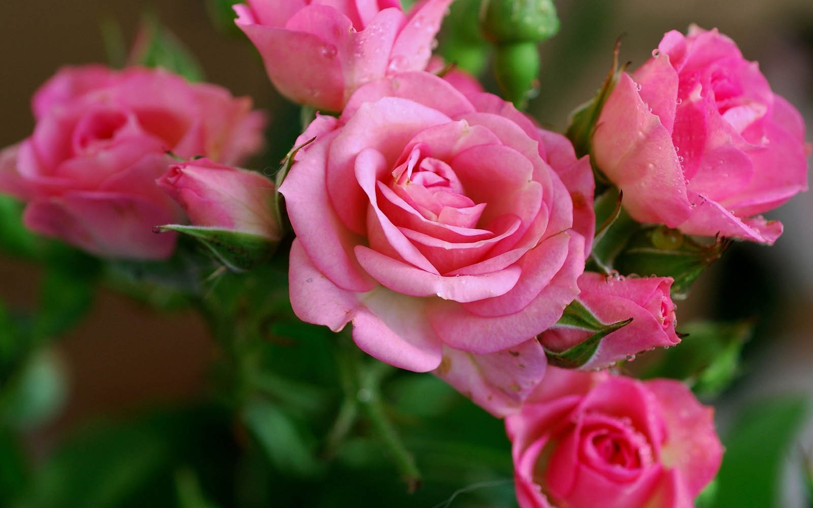 Close-up of a cluster of pink roses, showcasing their delicate petals and water droplets