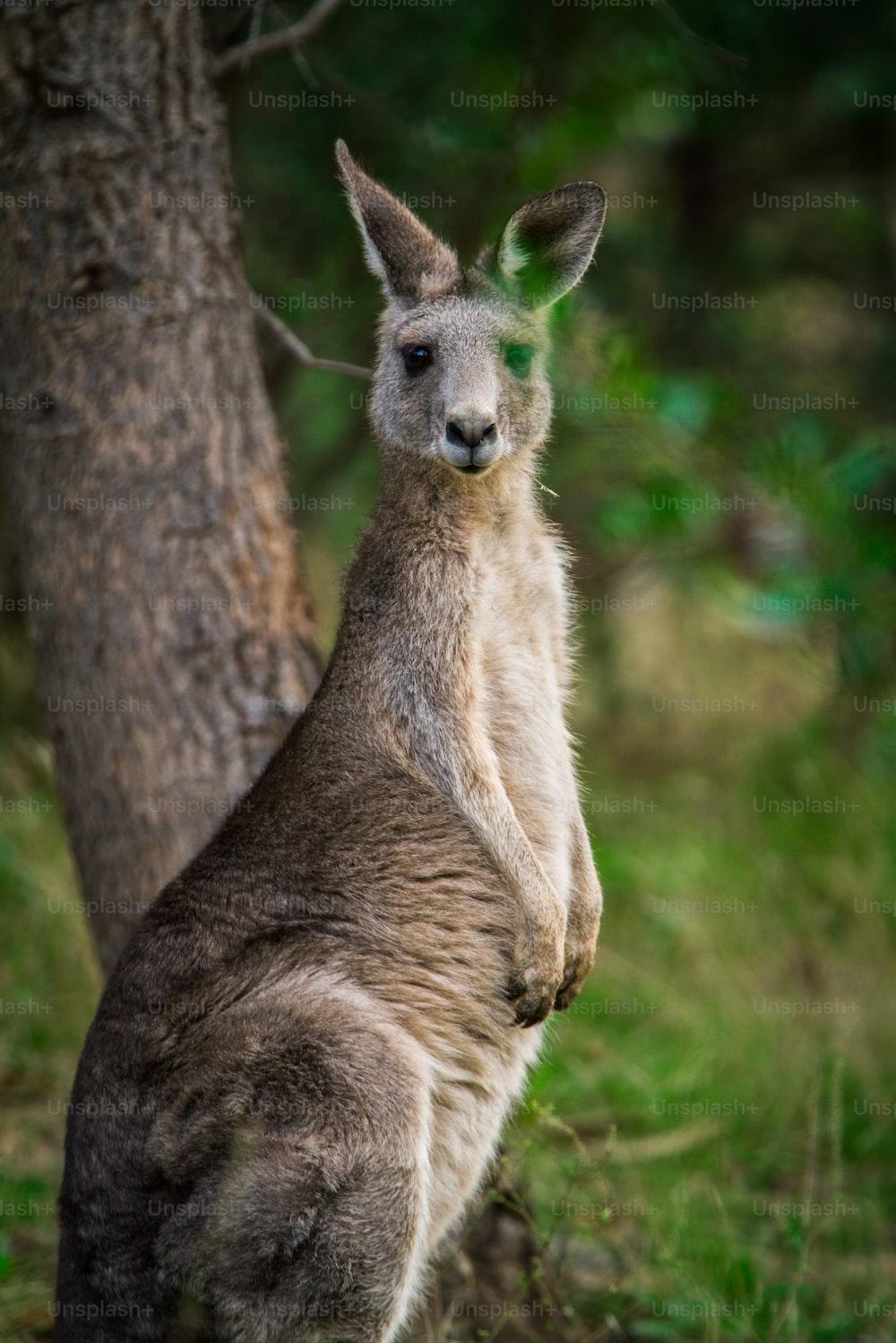 Kangaroo Pictures Image Stock Photos On