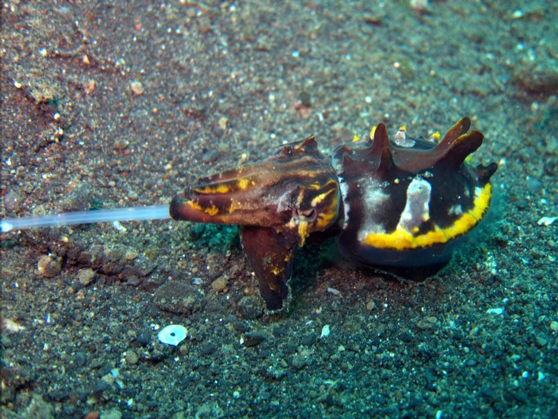 Flamboyant Cuttlefish Photo