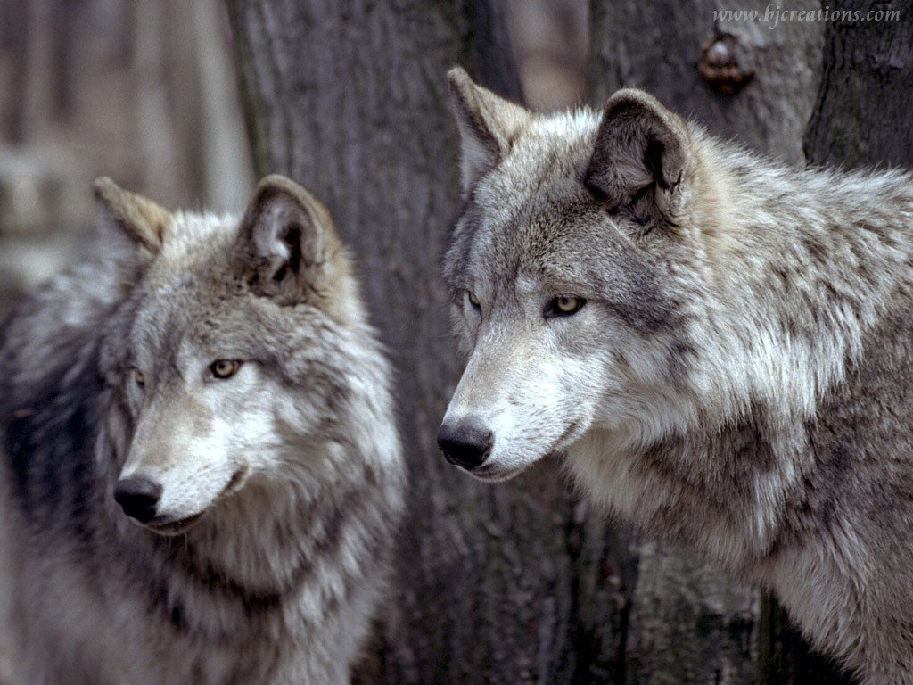 wolf   Wolves Wallpaper 32863741
