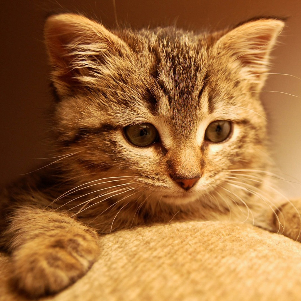 iPad Wallpaper Cute Cat Animal Mini
