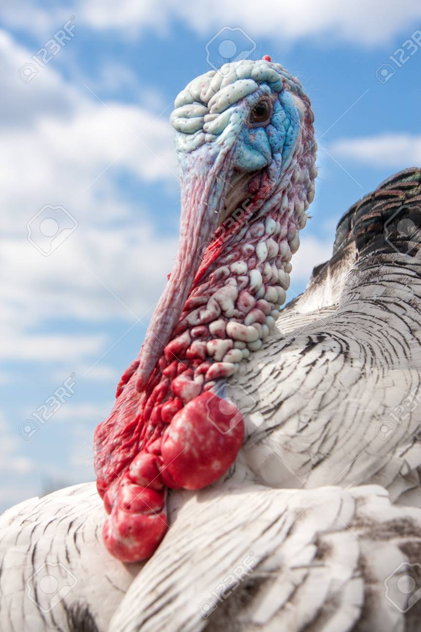 Turkey Male Or Gobbler Closeup On The Blue Sky Background Stock