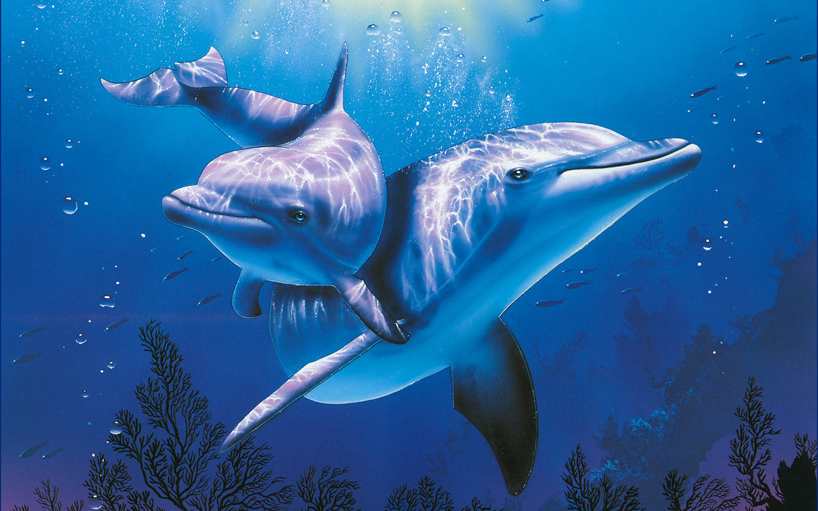 Dolphin Puter Wallpaper Desktop Background Id
